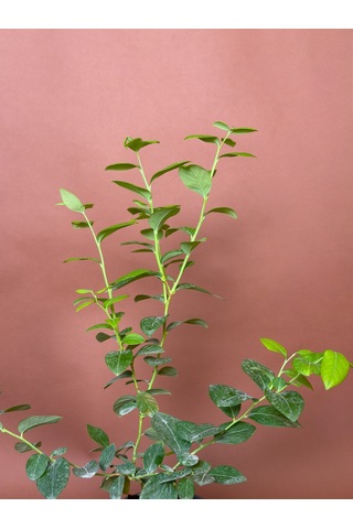 Yaban Mersini Vaccinium Corymbosum 70 Cm Saksılı Meyve Fidanı