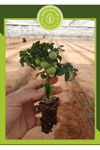 Bodur Cherry Domates Fidesi 6'lı Ambalaj
