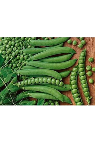 10+ Adet Yeşil Ok Tatlı Bezelye Tohumu