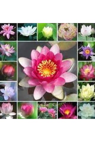 10 Adet Tohum Nadir Karışık Lotus Su Çiçeği Tohumu Nilüfer Çiçekl