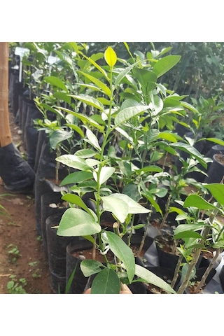 Misket Limonu Lime Tam Bodur Özel Aşı