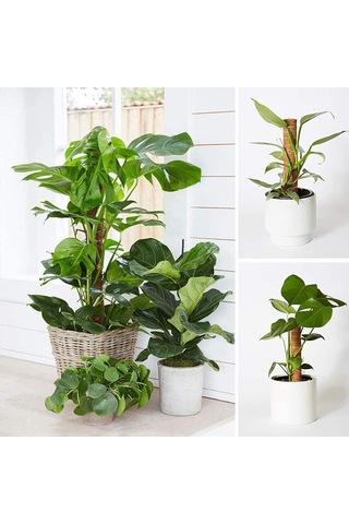 Singree 4 Adet Uzatılabilir Hindistan Cevizi Lifli Bitki Destek Çubuğu - Monstera Ve Tırmanıcı Bitkiler İçin Dayanıklı Bahçe Aksesuarı