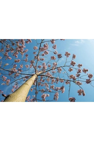 PAVLONYA AĞACI FİDANI 10 ADET - Paulownia Tementosa 30-50 cm