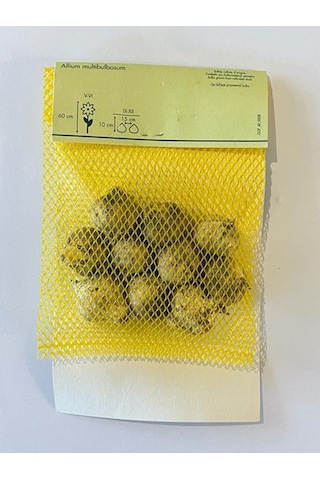Allium Multibulbosum Lale Soğanı 10 Adet