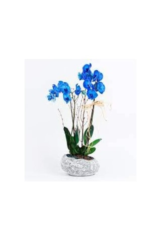 10 Adet Tohum Nadir Mavi Orkide Tohumu Orkide Çiçek Tohumu Saksı