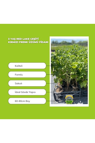 3 Yaş Red Lake Çeşiti Kırmızı Frenk Üzümü Fidanı