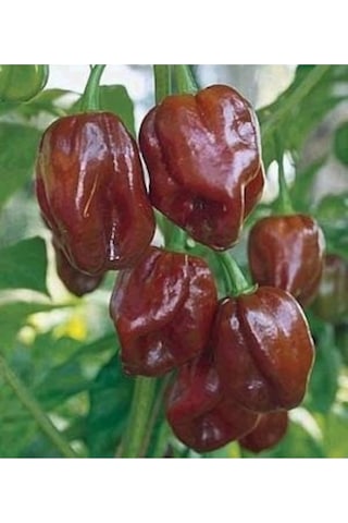 10 Adet Toum Dünyanın En Acı Biberi Habanero Biber Tohumu İthal Acı Habanero Biberi Tohumu Hediye To