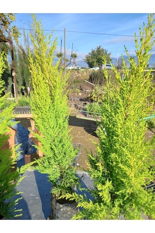 10 Adet Limon Çamı, Limon Servi 60-80 Cm. Siyah Poşette