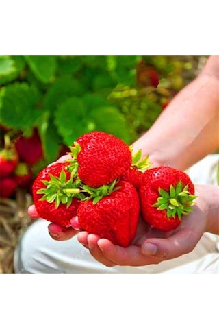 Süper Paket Dev Çilek Tohumu Yediveren Çillek Tohumu 145 Adet Tohum