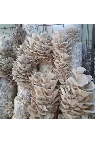 İstiridye Mantar Tohum Kışlık