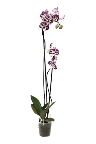 Phalaenopsis Purple Dots (Mor Orkide) 12 CM 70-80 CM