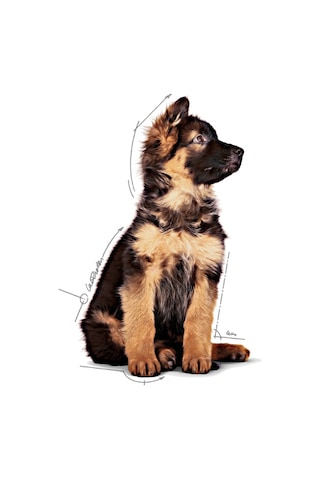 Royal Canin Maxi Puppy Yavru Köpek Maması 10 x 140 G