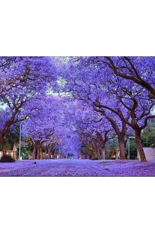Pavlonya Fidanı Paulownia Tementosa 30-50 Cm 5 Adet