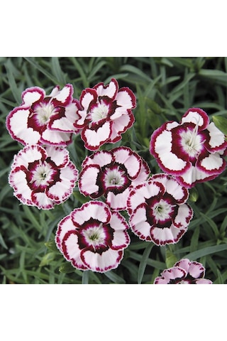 Dianthus Heddewigii Gaiety Mix Karanfil Çiçeği Tohumu 100 Adet