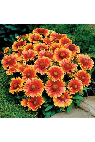 Ayyıldız Çiçeği Tohumu 50 Tohum