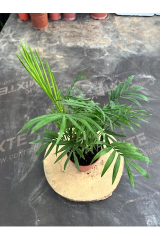 Chamaedorea Elegans Dağ Palmiyesi 40-50cm