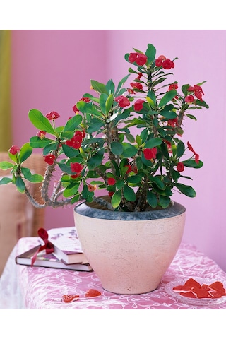 Dikenler Tacı - Euphorbia milii Kırmızı