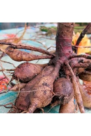 12 Adet Şakayık Çiçeği Yumrusu..yumru Boyu 9 Cm .garantilidir.yeni Mahsul.5 Renk Karışık..