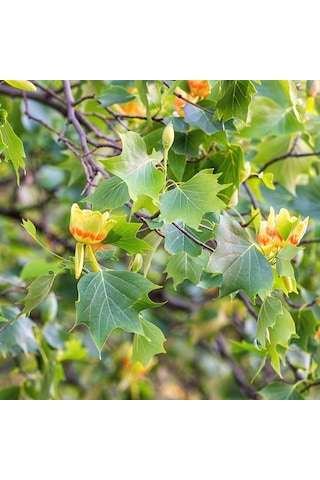 Lale Ağacı 5 Adet - 2 Yaşında Canlı Fidan Liriodendron Tulipifera