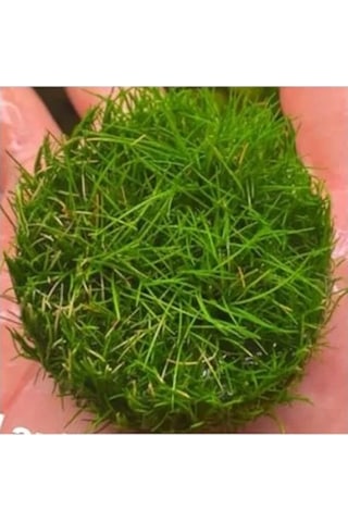 Canlı Bitki, Mini Parvula In Vitro Cup, Akvaryum İçin -