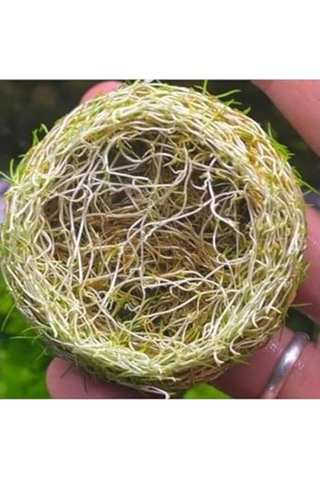 Canlı Bitki, Mini Parvula In Vitro Cup, Akvaryum İçin -
