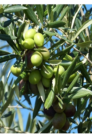 4 Adet Gemlik Trilye Zeytin Fidanı Tüplü 2 Yaş