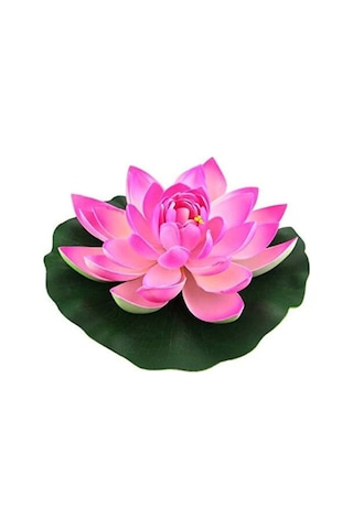 Süper Paket 20 Adet Tohum Lotus Tohumu Nilüfer Çiçeği Tohumu