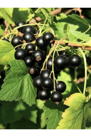 Sağlıklı Karayemiş Fidanları Şimdi Sizleri Bekliyor "25 50 Cm