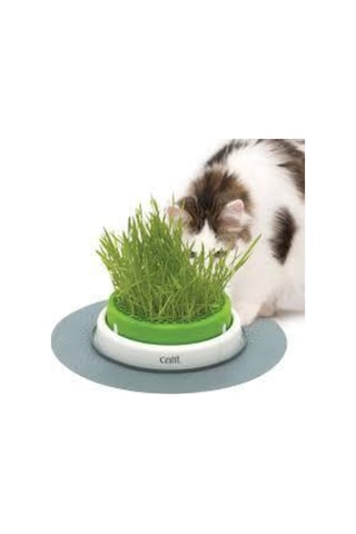 50 Adet Tohum Kedi Çimi Tohumu Çim Tohumu Kedi Çimi Saksı Toprak Sürpriz Hediye Tohumla Gönderilir