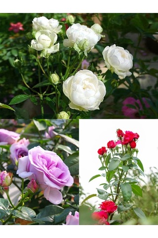 Yediveren Kırmızı Beyaz Lila Çeşitli 25 60 Cm Tüplü Aşılı Gül Fideleri Red LWhite Rose