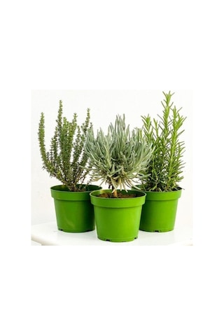 Dağ Bahçe Kekiği Fidanı 1 Adet Thymus Vulgaris 10-20 Cm