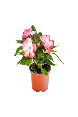 Serada Decor Plant - Fuşya + Ebruli + Pembe + Kırmızı Yeni Gine Cam Güzeli Çiçeği 3 Adet Balkon Bitkisi 10 - 15 CM
