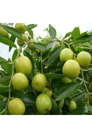 Tüplü İri Meyveli Hünnap Fidanı