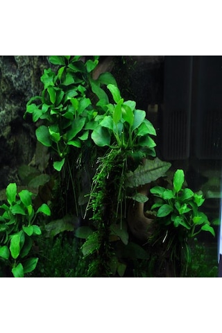 Anubias Petite Saksı Canlı Bitki 5-7 Yaprak