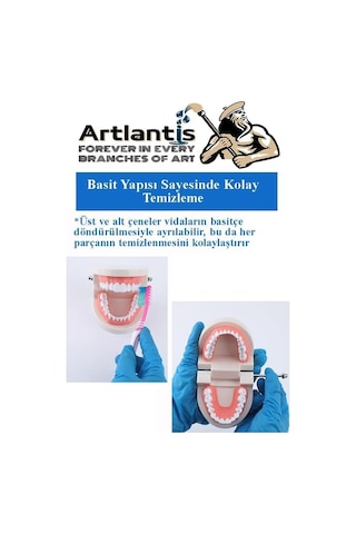 Artlantis Diş Modeli Anatomisi 1 Paket İnsan Diş Çene Modeli Eğitci Fen Biyoloji Deney Maketi Diş Maketi Çok Renkli