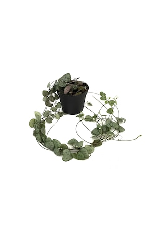 Ceropegia Woodii (Kalp Kalbe Karşı Çiçeği) Ø8,5 CM Y10-15 CM