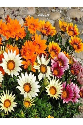 Thebestonline Karışık Renk 10 Adet Gazanya Koyun Gözü Çiçeği Fidanı 20-40cm Saksılı Gazania