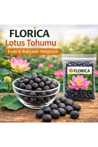 20 Adet Lotus Çiçeği Tohumu Nilüfer Çiçeği Karışık Renkli Orjinal Lotus Su Ve Toprakta Yetişir Çok Renkli