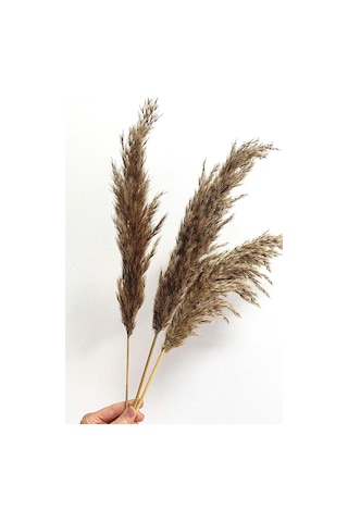Alyones Dekoratif 7'li Doğal Pampas 100cm Boyunda Dökülmez Diğer