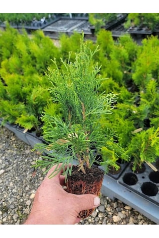 Bahçe Dekorasyon Leylandi Çam Fidanı 20 Adet Tüplü 10-25cm Cupressus
