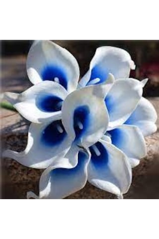 5 Adet Tohum Calla Lily Çiçek Tohumu Afrika Çöl Çiçeği Mavi Lily