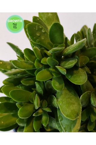 Crassula Money Maker 1 Adet