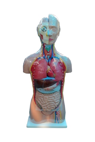 İnsan Vücudu Modeli Torso 85cm 26 Parça Cinsiyetsiz Tam Boy Gerçekçi Renkler Kaideli