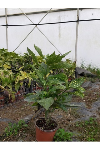 2 Yaş Aucuba Japonica Akuba Lekeli Defne Fidanı