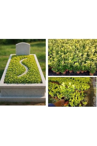 Mezar - Kabir Sarı Bitki Seti - 10 Adet Gold Taflan 20-30 Cm