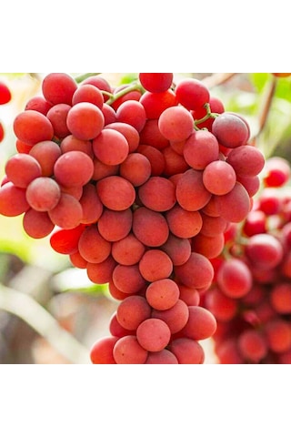 4 Yaş Crimson Seedles Üzüm Fidanı