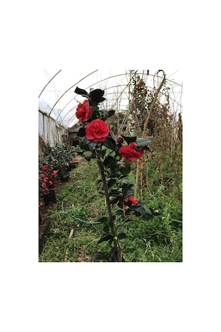 Kırmızı Kamelya 45--60 Cm Tüplü