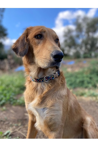 Köpek Tasması- Köpek Künyesi- İsimli Köpek Tasması Kemik ve Pati Desenli Çok Renkli