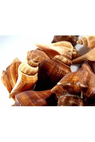 %100 NATUREL DOĞAL GERÇEK DENİZ KABUĞU 500 Gram -MMM4763
