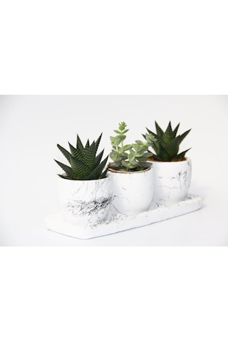 Trio Beyaz Sukulent Seti - Haworthia. Crassula Perforata